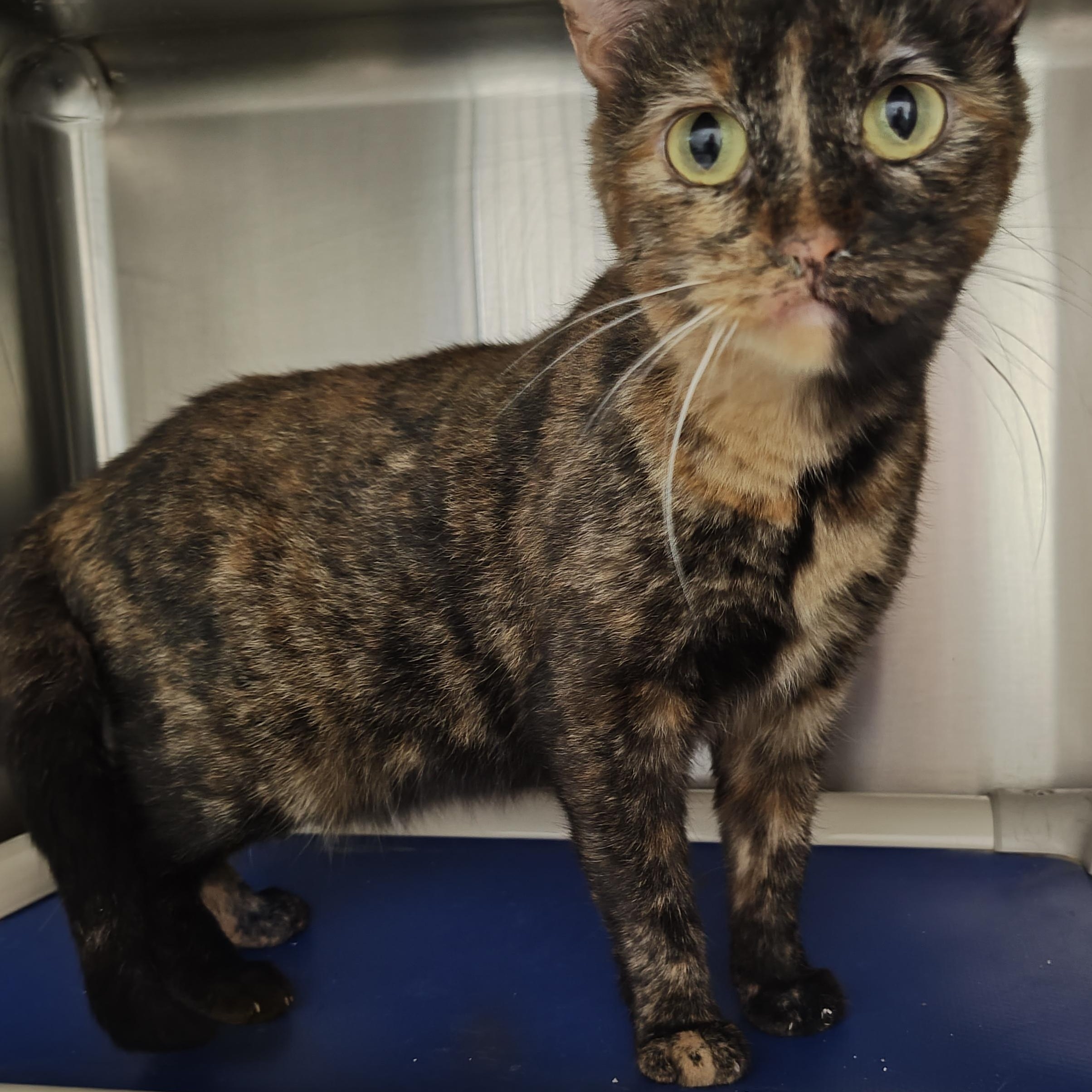 Tafty, an adoptable Domestic Short Hair in Wahpeton, ND, 58075 | Photo Image 2