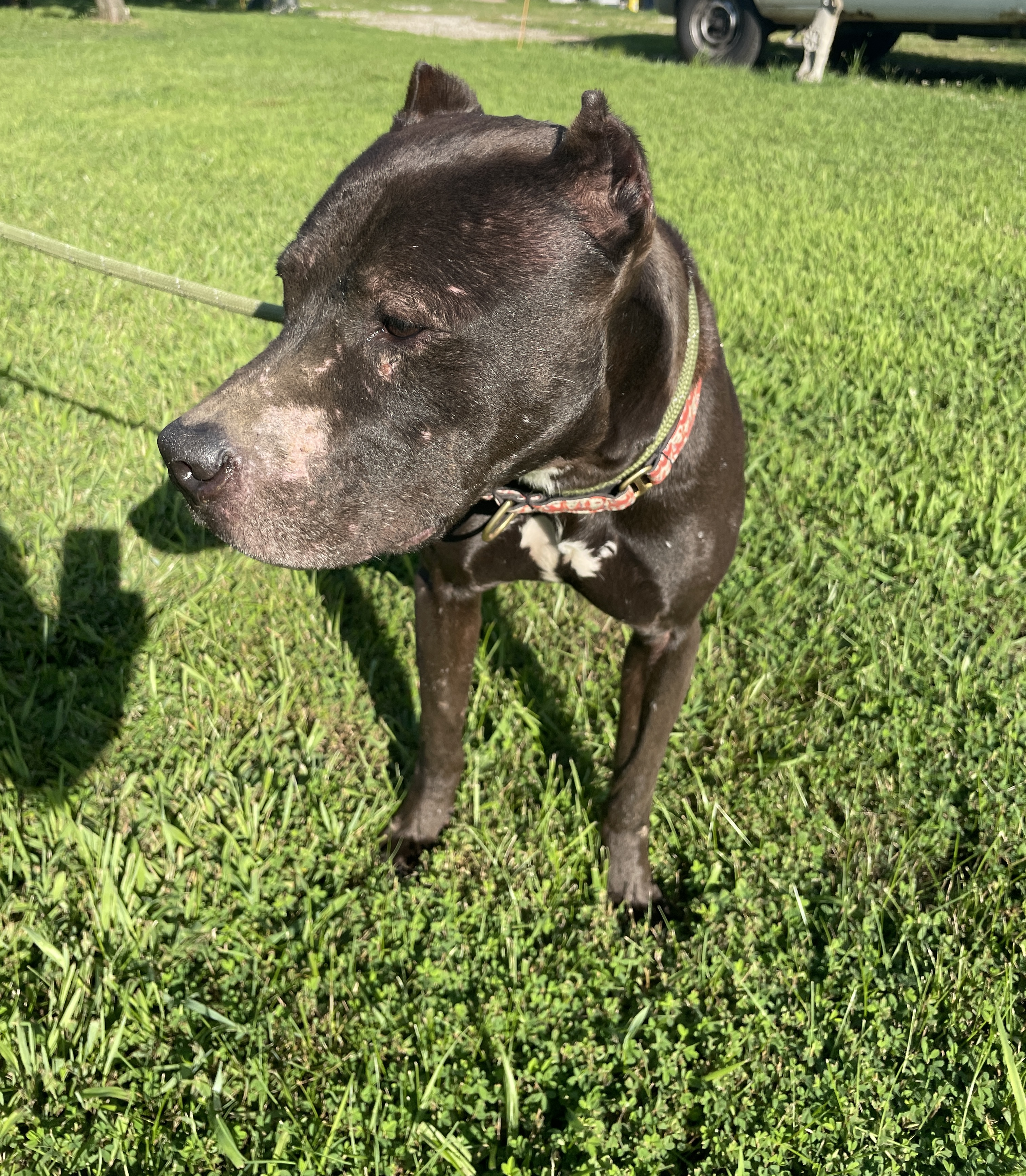 Rusty, an adoptable American Bulldog in Sullivan, MO, 63080 | Photo Image 2