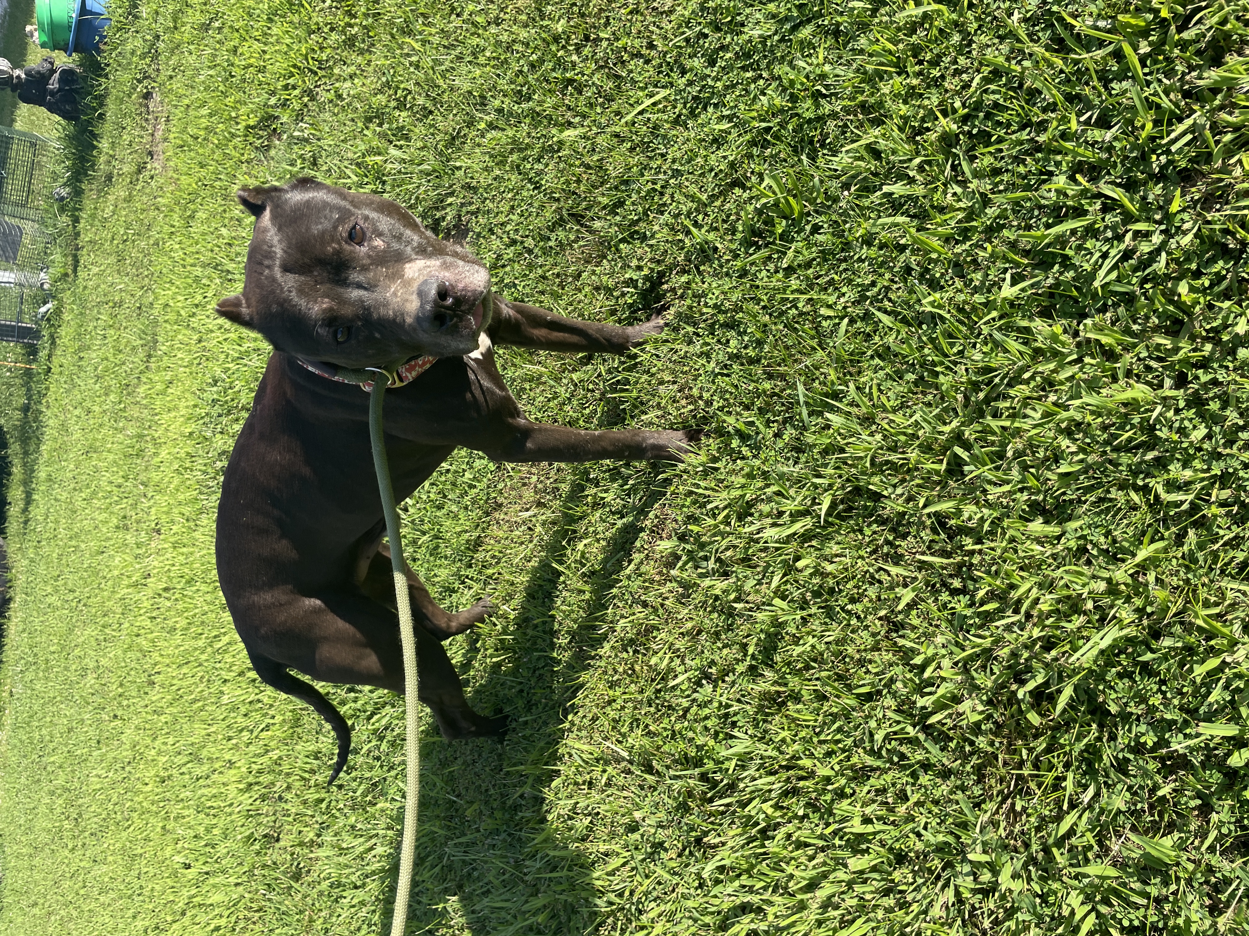 Rusty, an adoptable American Bulldog in Sullivan, MO, 63080 | Photo Image 4