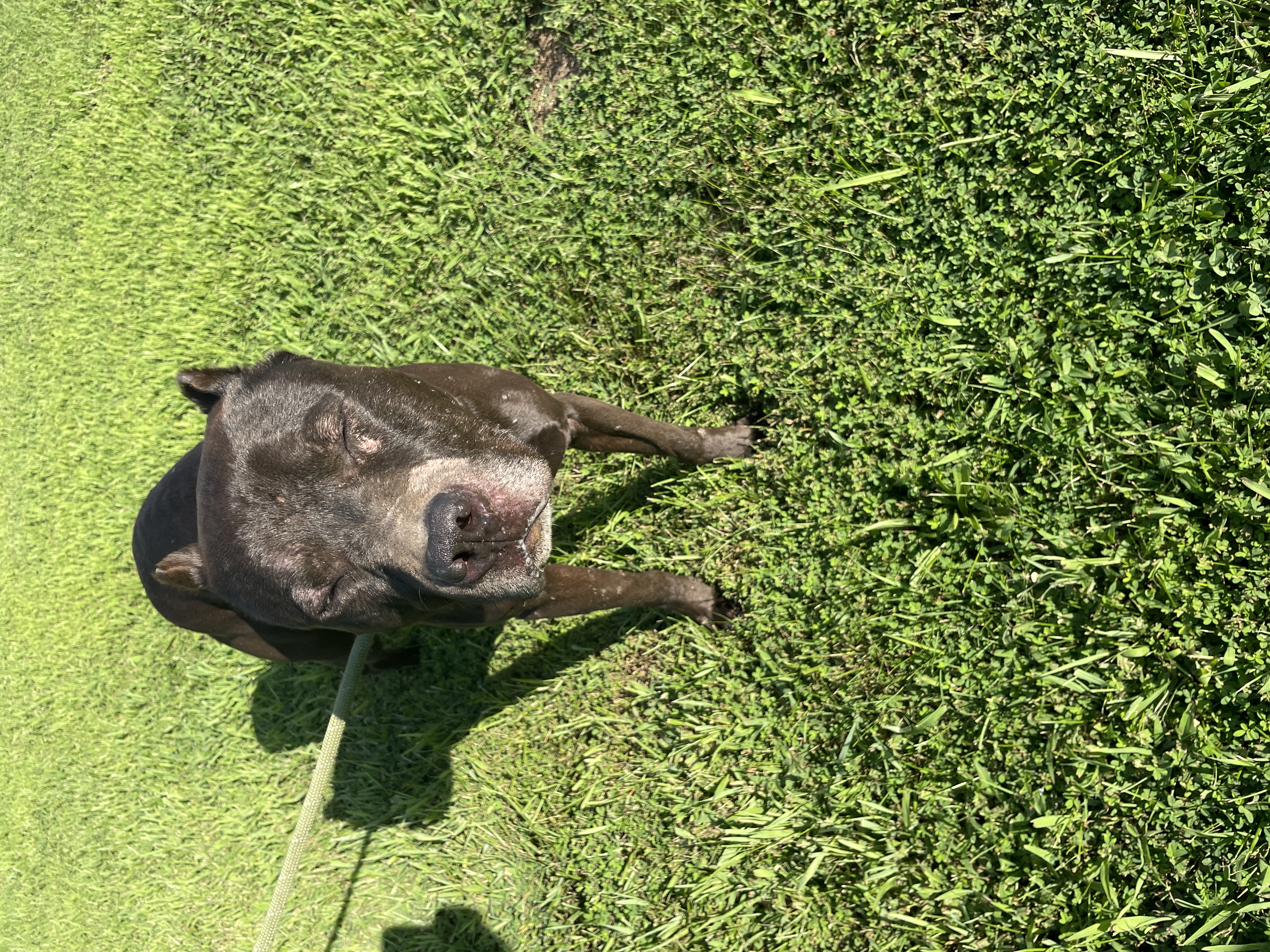 Rusty, an adoptable American Bulldog in Sullivan, MO, 63080 | Photo Image 3