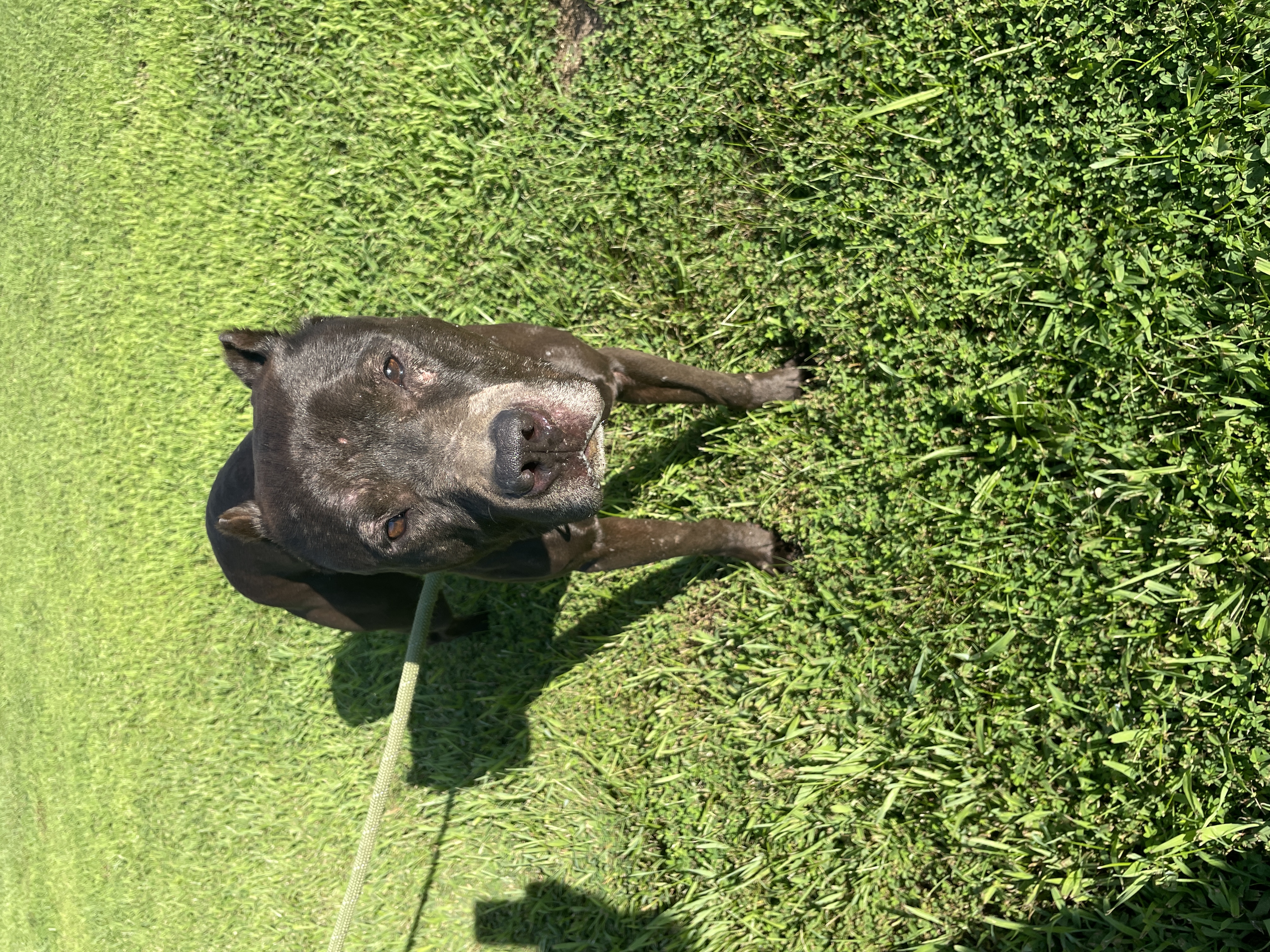 Rusty, an adoptable American Bulldog in Sullivan, MO, 63080 | Photo Image 1