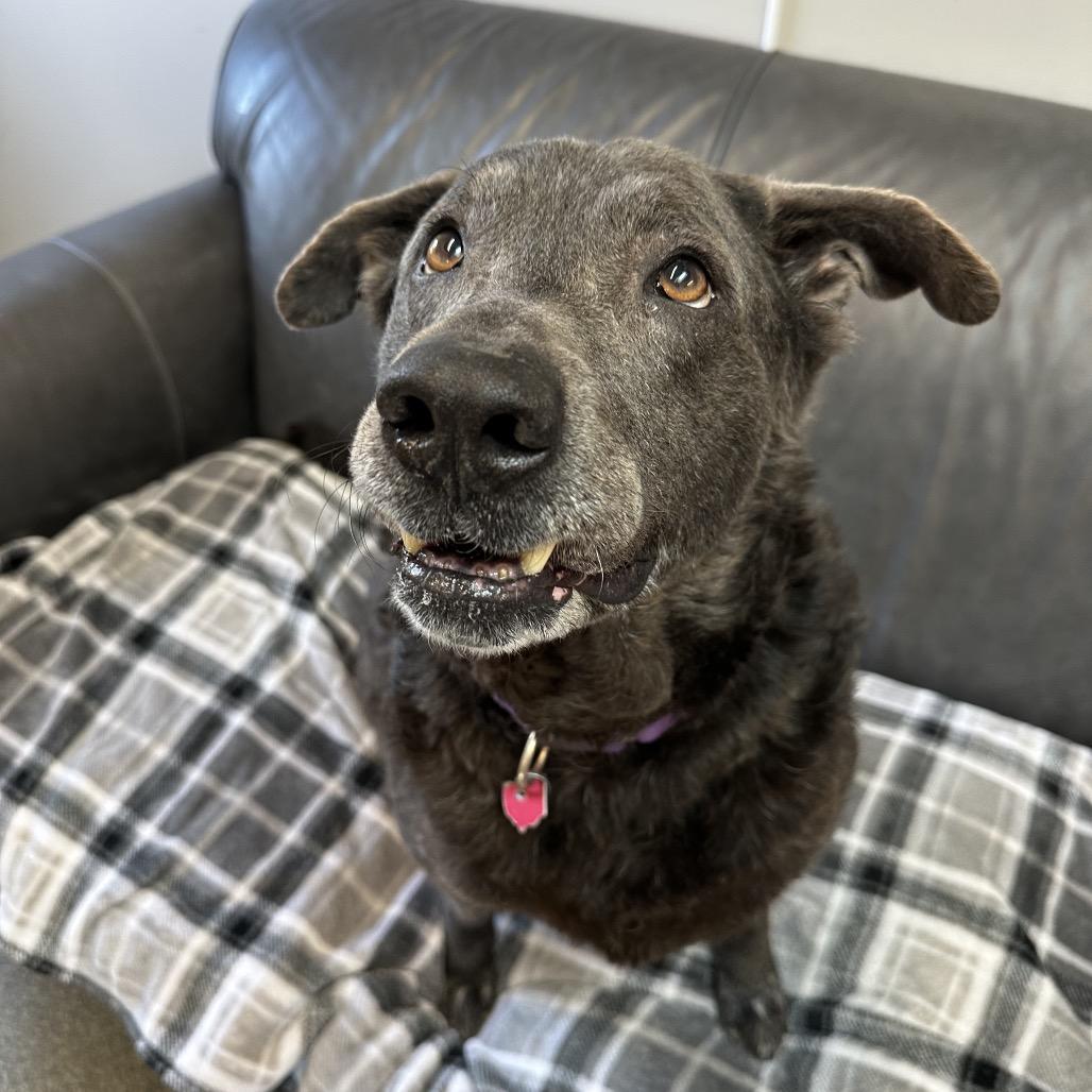 Jessie, Adoptable, Adult Female Flat-Coated Retriever & Weimaraner.