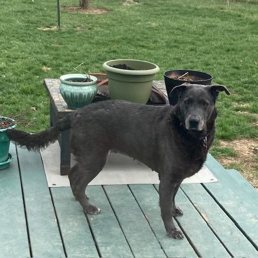 Enlarge Jessie, a Adoptable mixed breed in Delaware, OH image 2/6