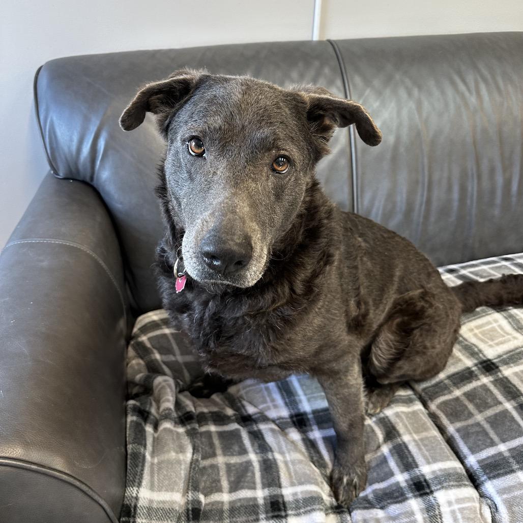 Enlarge Jessie, a Adoptable mixed breed in Delaware, OH image 2/6