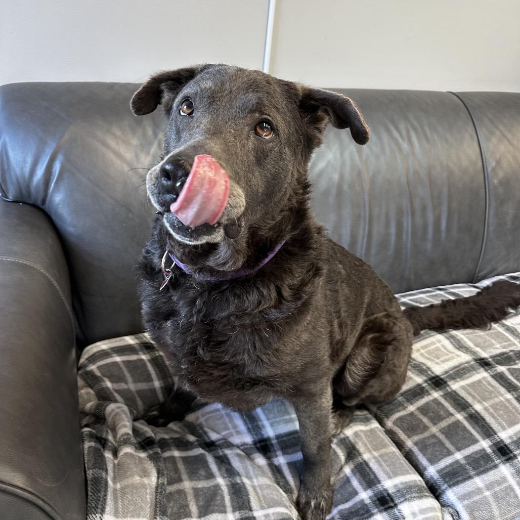 Enlarge Jessie, a Adoptable mixed breed in Delaware, OH image 3/6