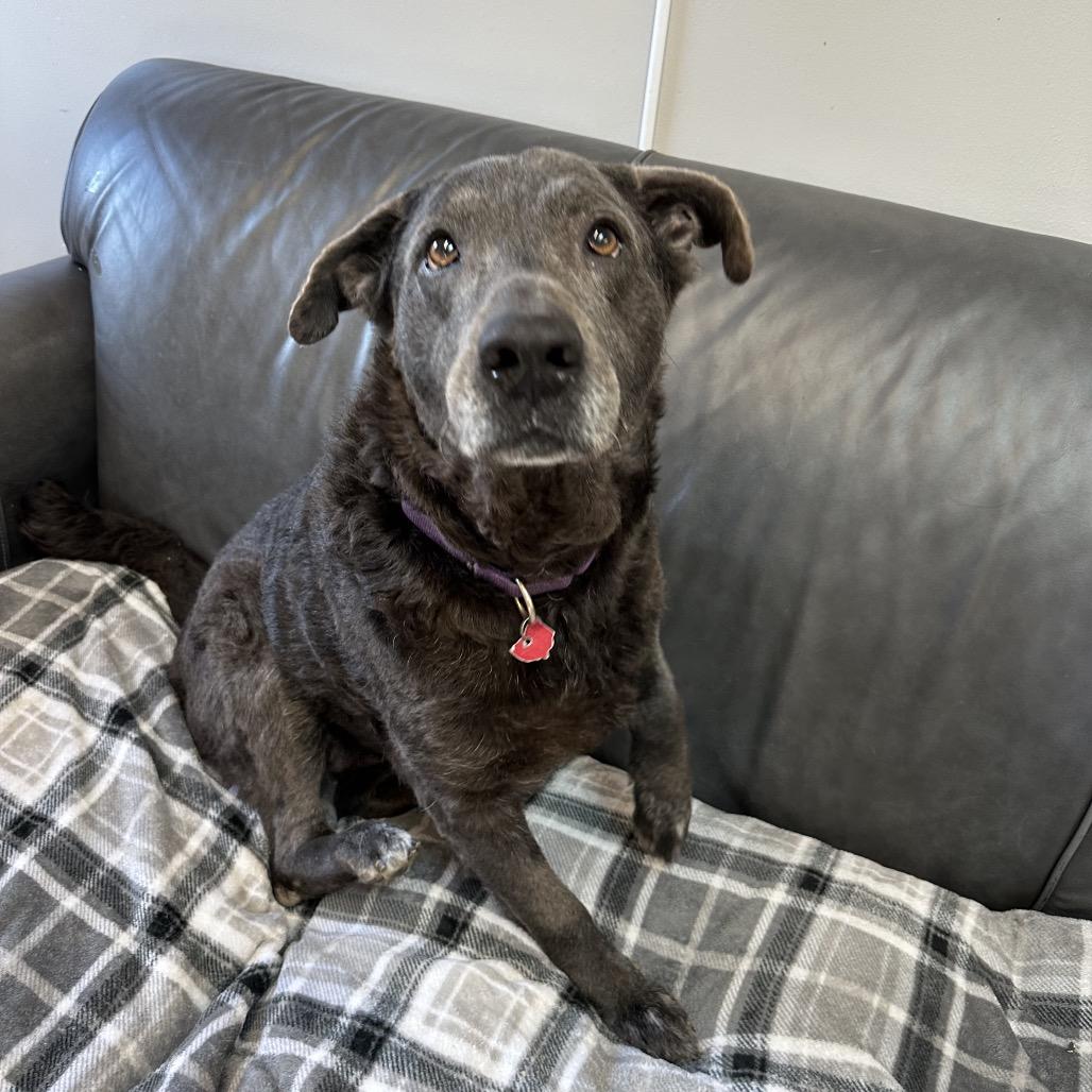 Enlarge Jessie, a Adoptable mixed breed in Delaware, OH image 4/6