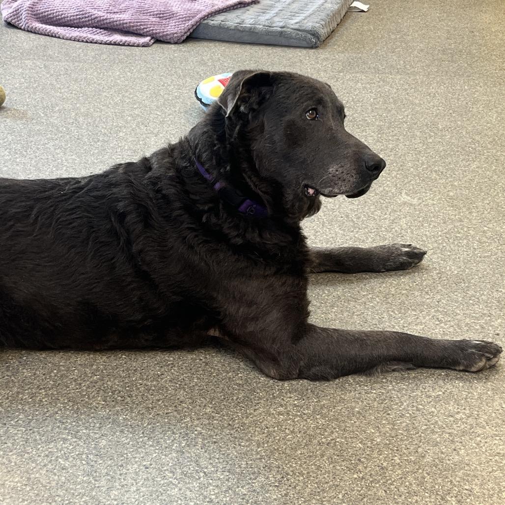 Enlarge Jessie, a Adoptable mixed breed in Delaware, OH image 4/6