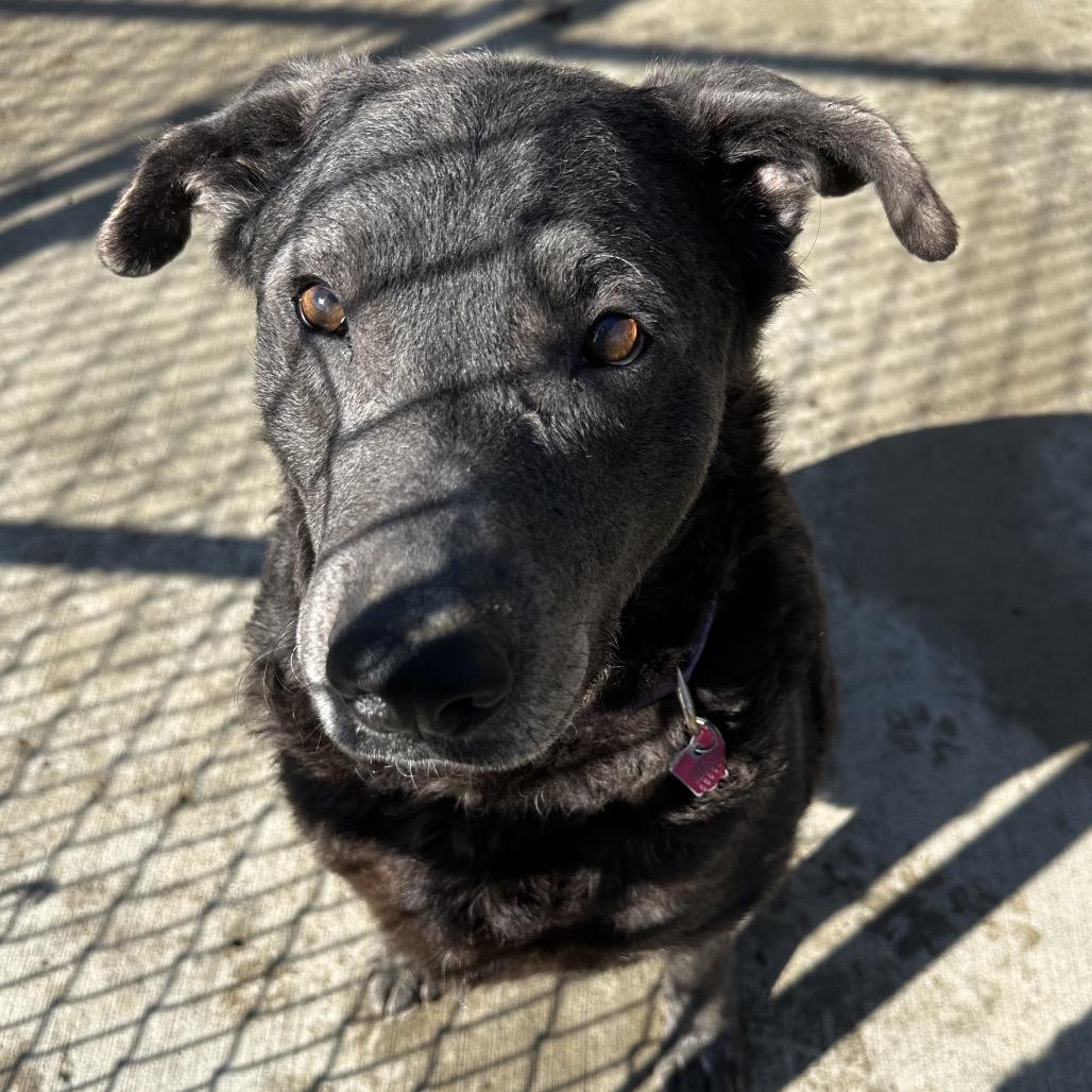 Enlarge Jessie, a Adoptable mixed breed in Delaware, OH image 5/6