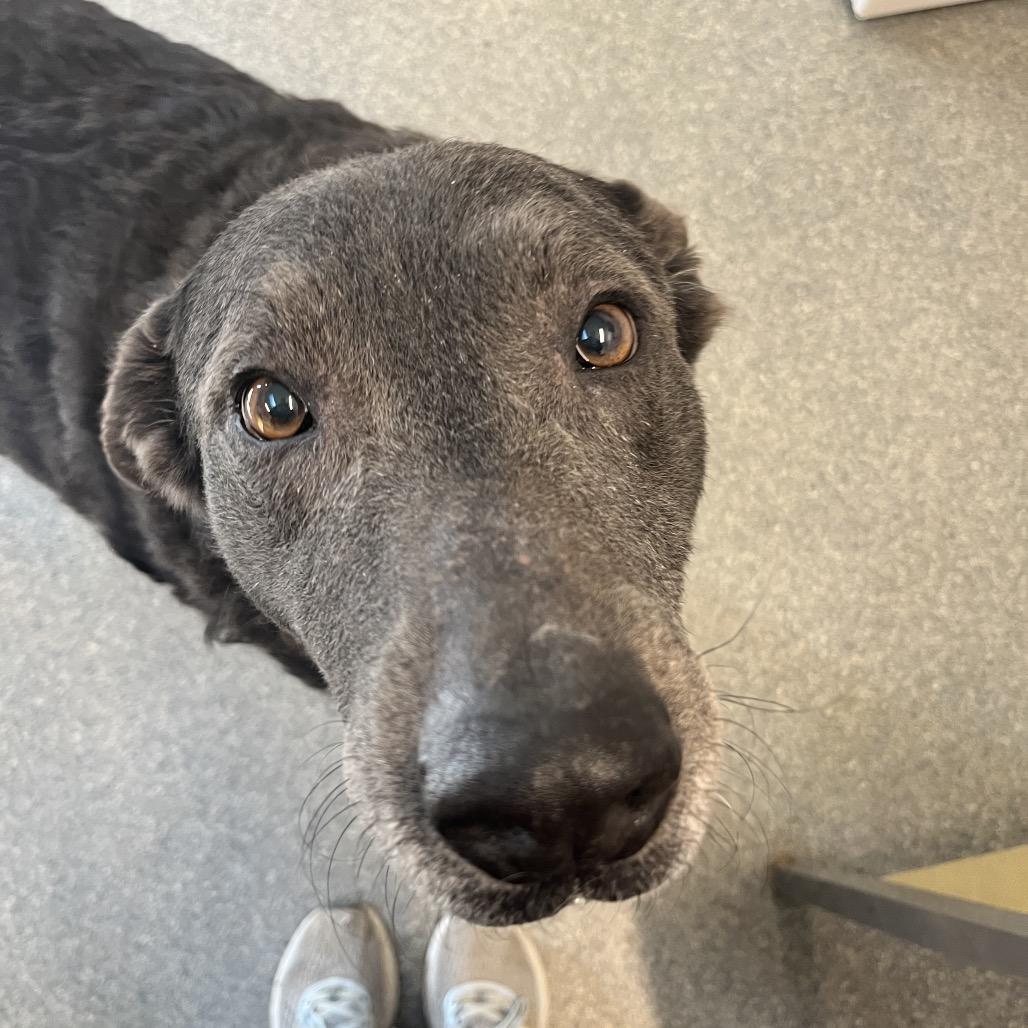 Enlarge Jessie, a Adoptable mixed breed in Delaware, OH image 6/6