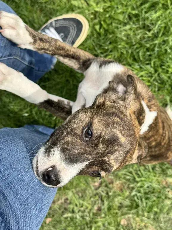 Enlarge Rori, a Adoptable mixed breed in Grand Rapids, MI image 1/6