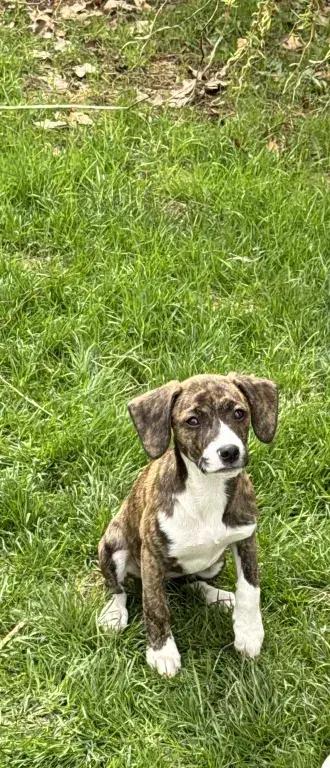Enlarge Rori, a Adoptable mixed breed in Grand Rapids, MI image 2/6