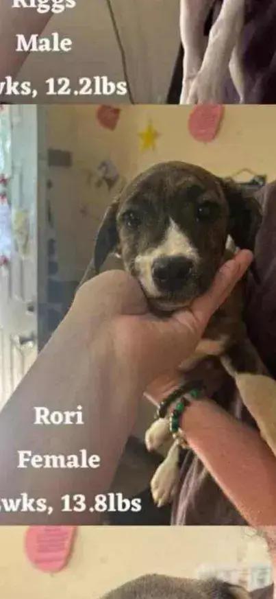 Enlarge Rori, a Adoptable mixed breed in Grand Rapids, MI image 3/6