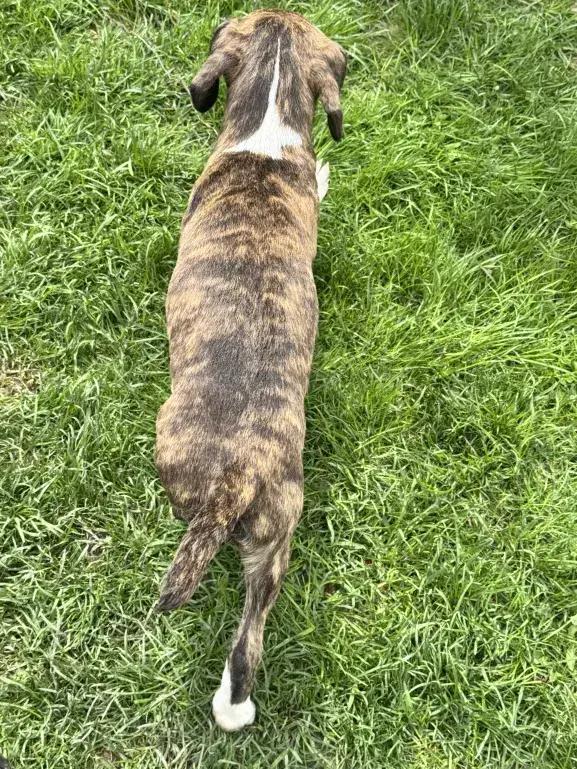 Enlarge Rori, a Adoptable mixed breed in Grand Rapids, MI image 4/6