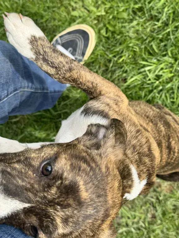 Enlarge Rori, a Adoptable mixed breed in Grand Rapids, MI image 5/6