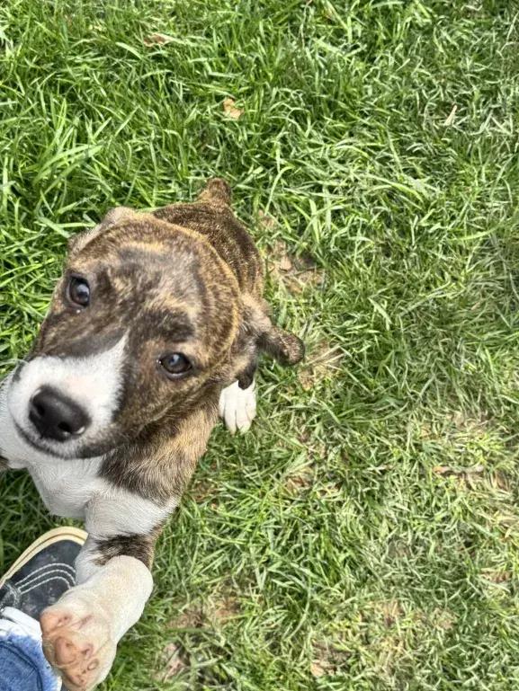 Enlarge Rori, a Adoptable mixed breed in Grand Rapids, MI image 6/6