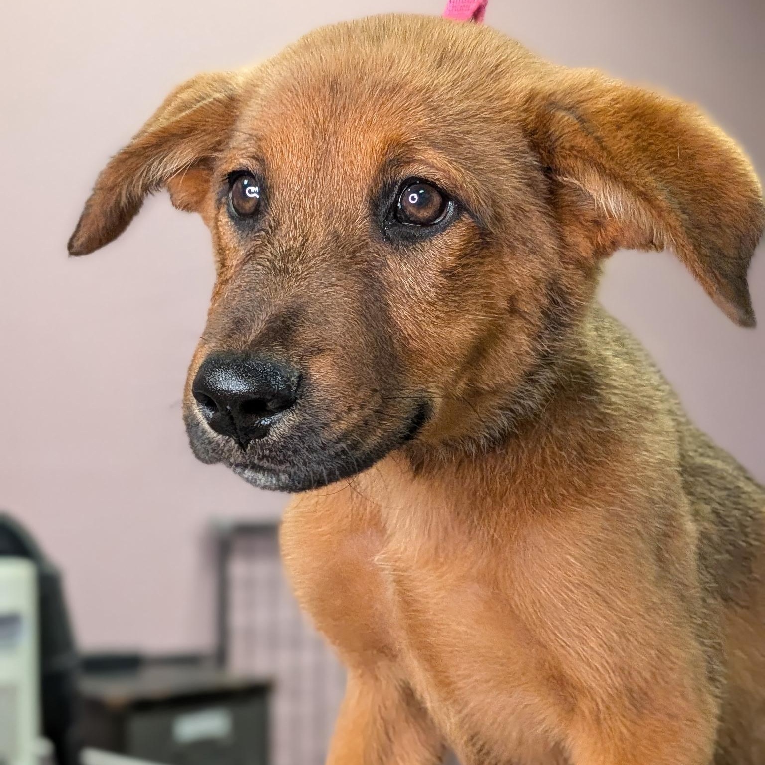 Enlarge Reuben, a ADOPTABLE mixed breed in Van Nuys, CA image 3/3