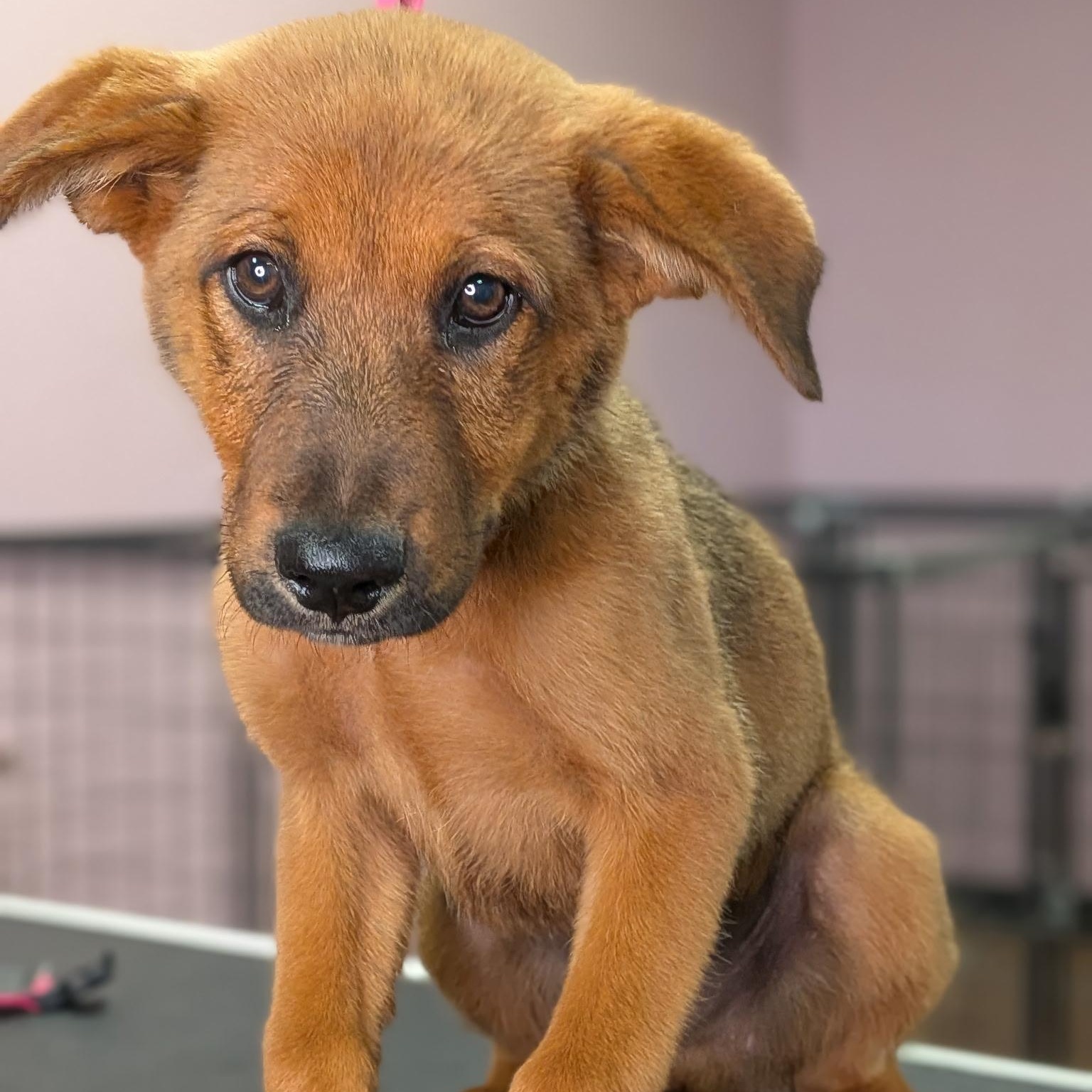 Enlarge Reuben, a ADOPTABLE mixed breed in Van Nuys, CA image 1/3