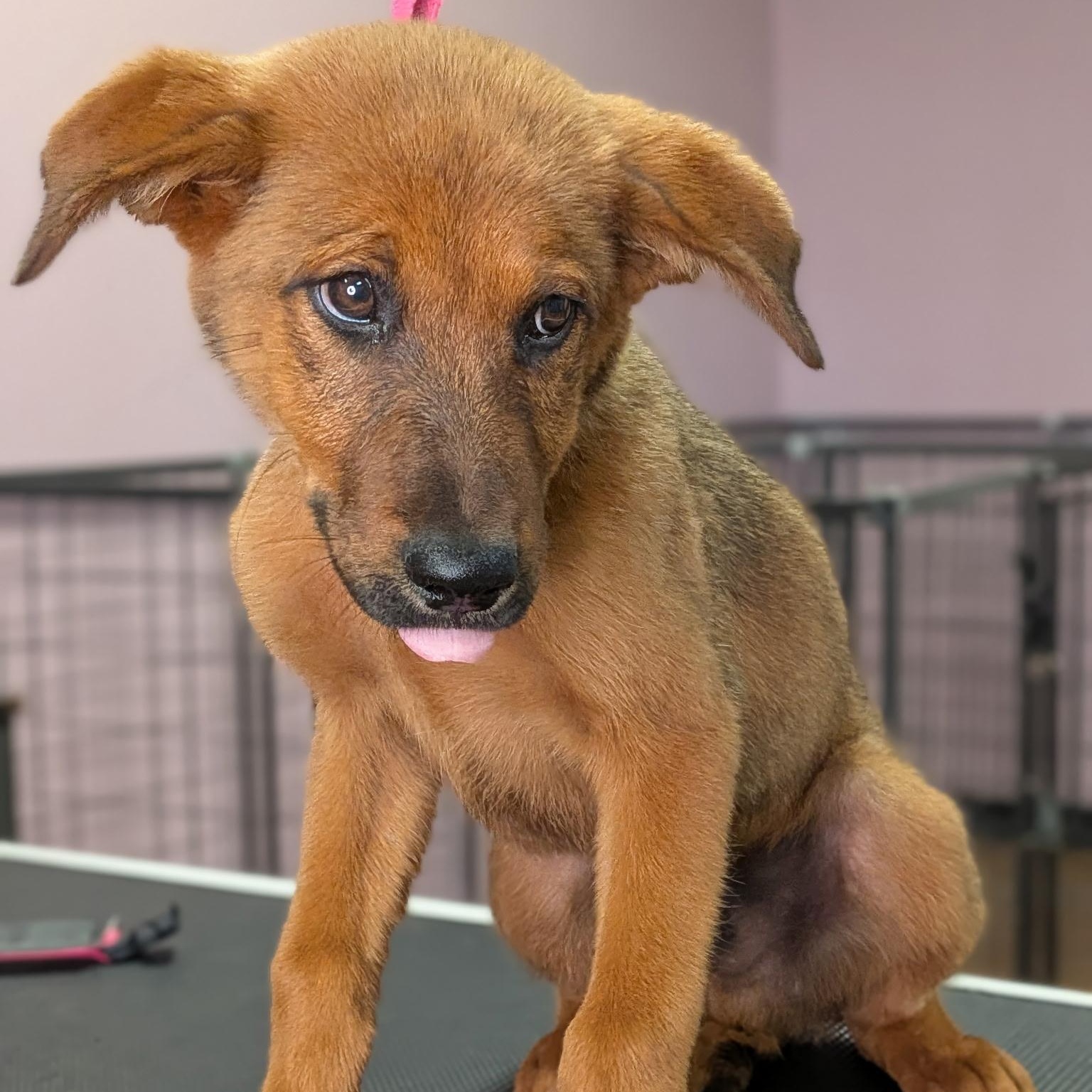 Enlarge Reuben, a ADOPTABLE mixed breed in Van Nuys, CA image 2/3
