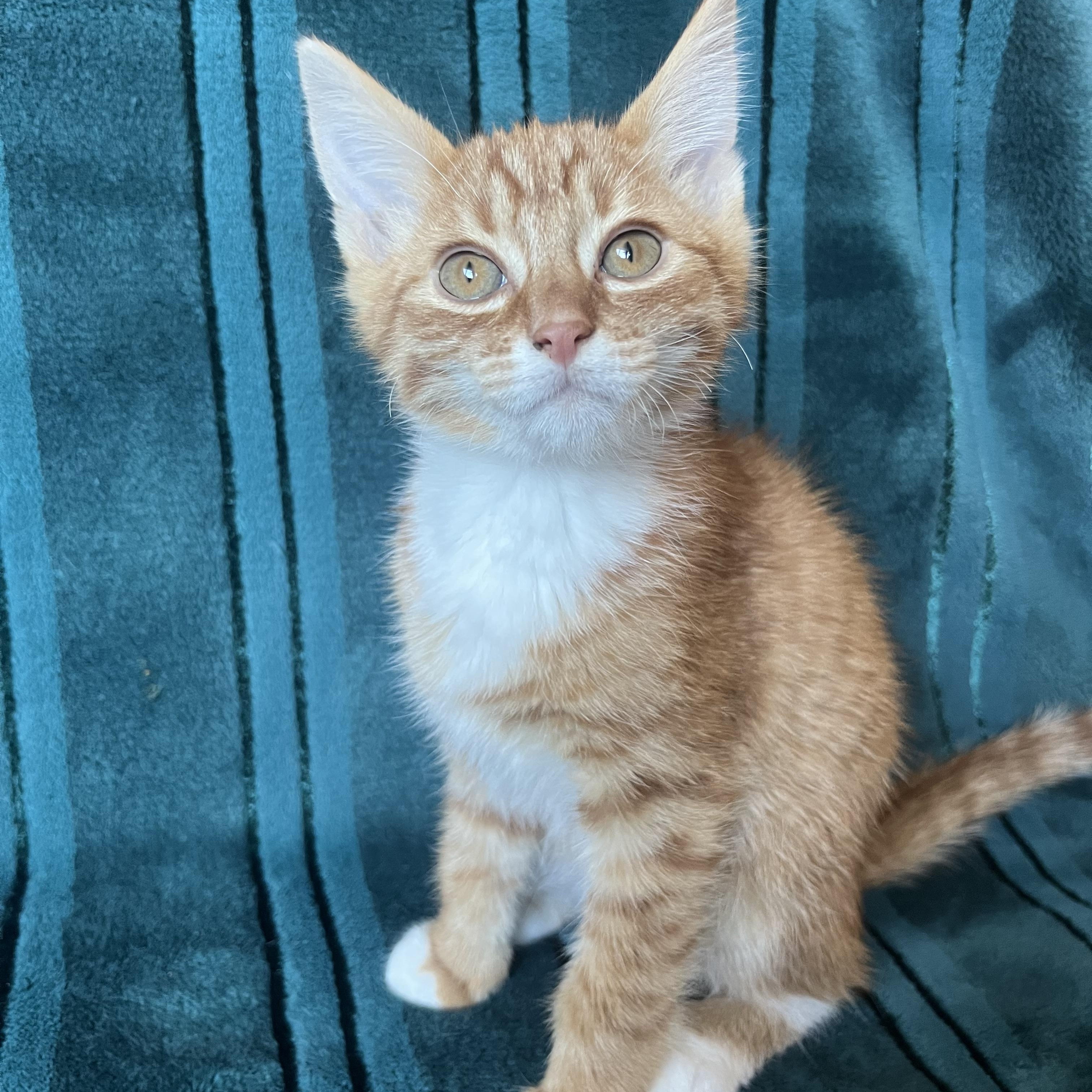 Zander, ADOPTABLE, Kitten Male Domestic Medium Hair.