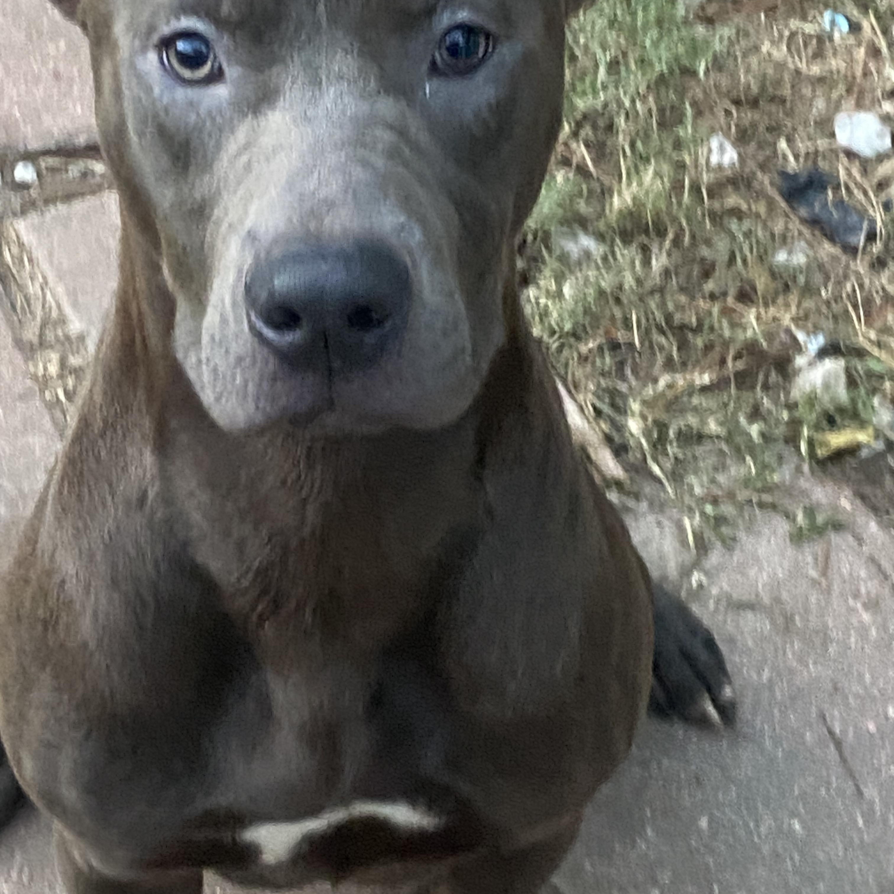 Max, a Adoptable mixed breed in Crestview, FL image 1/4