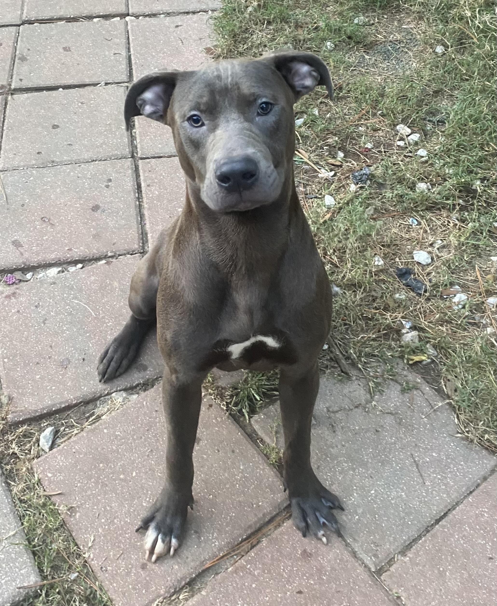 Max, a Adoptable mixed breed in Crestview, FL image 4/4
