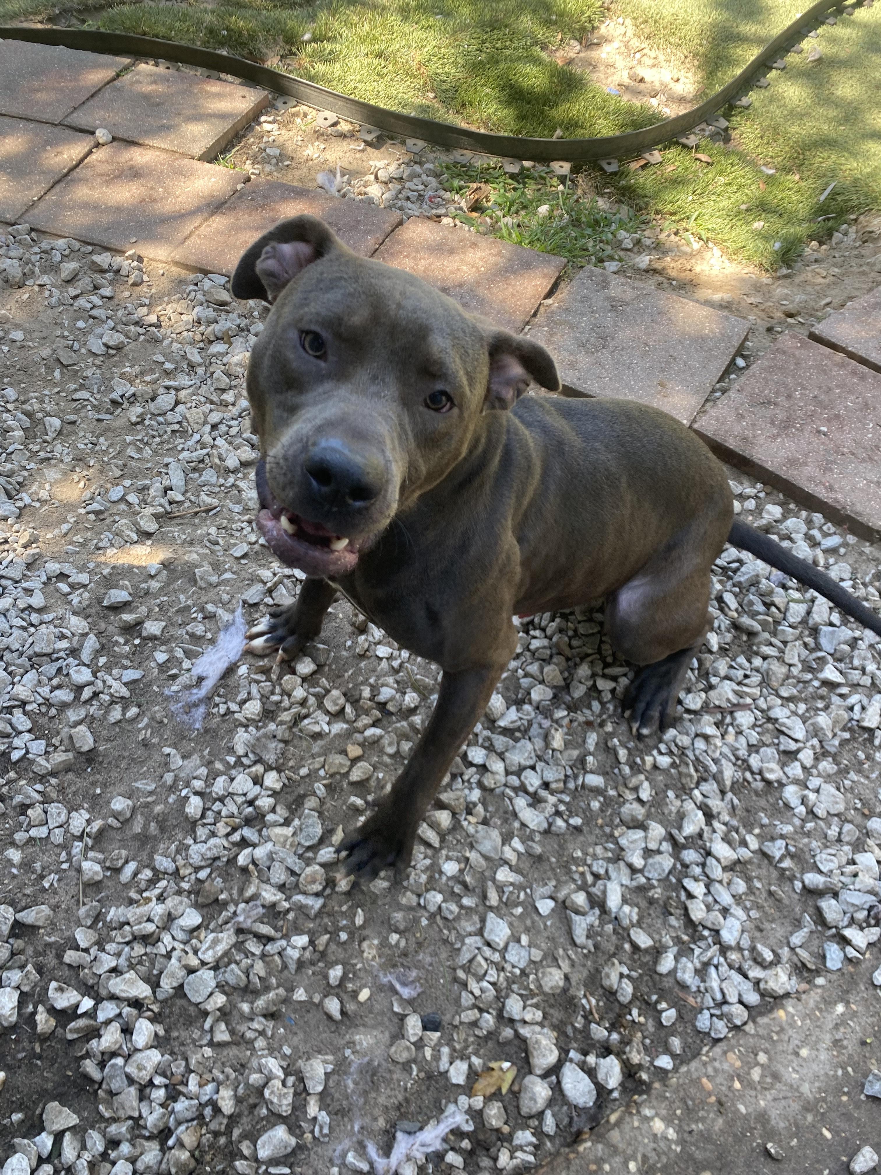 Max, an adoptable Weimaraner, American Bulldog in Crestview, FL, 32539 | Photo Image 3