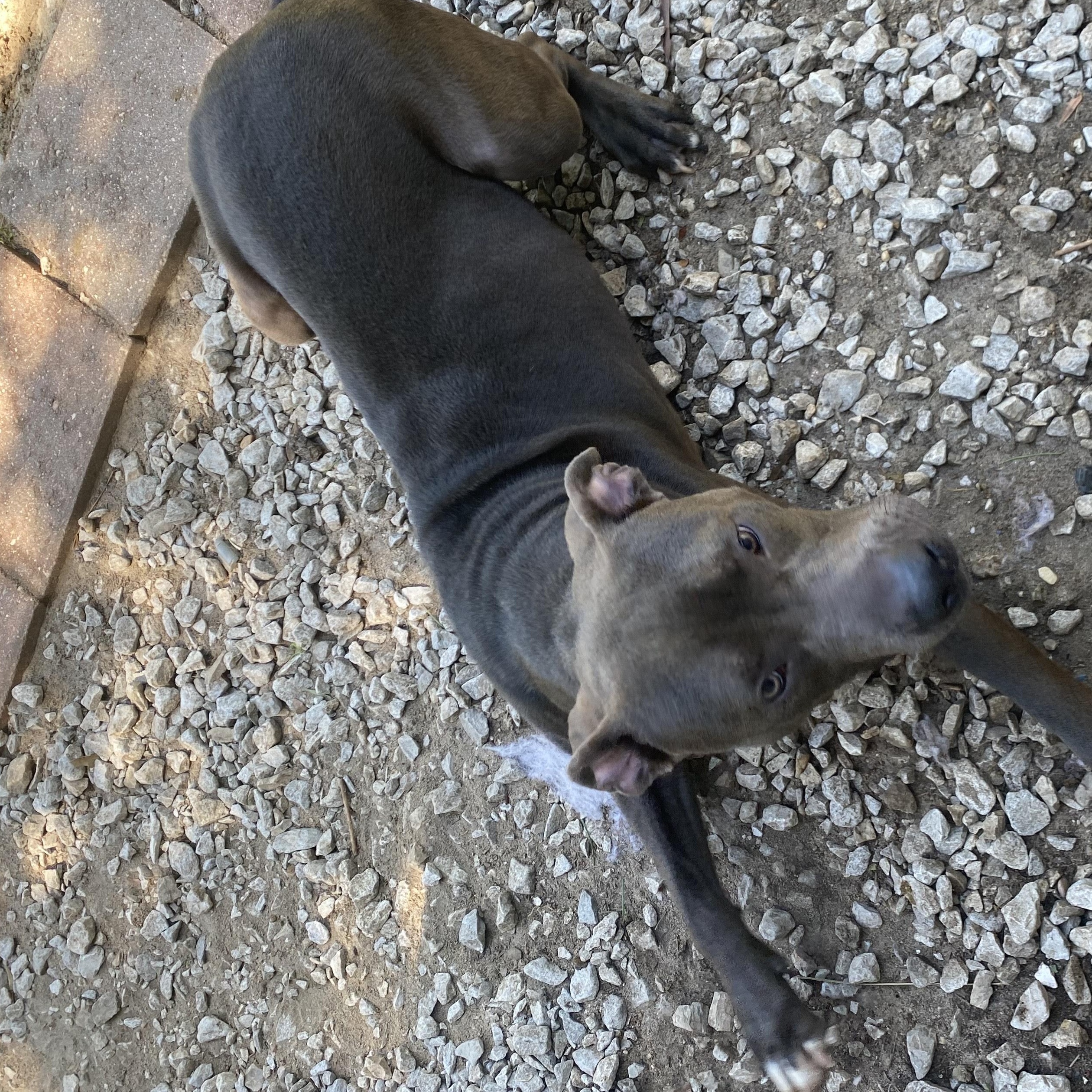 Max, an adoptable Weimaraner, American Bulldog in Crestview, FL, 32539 | Photo Image 2