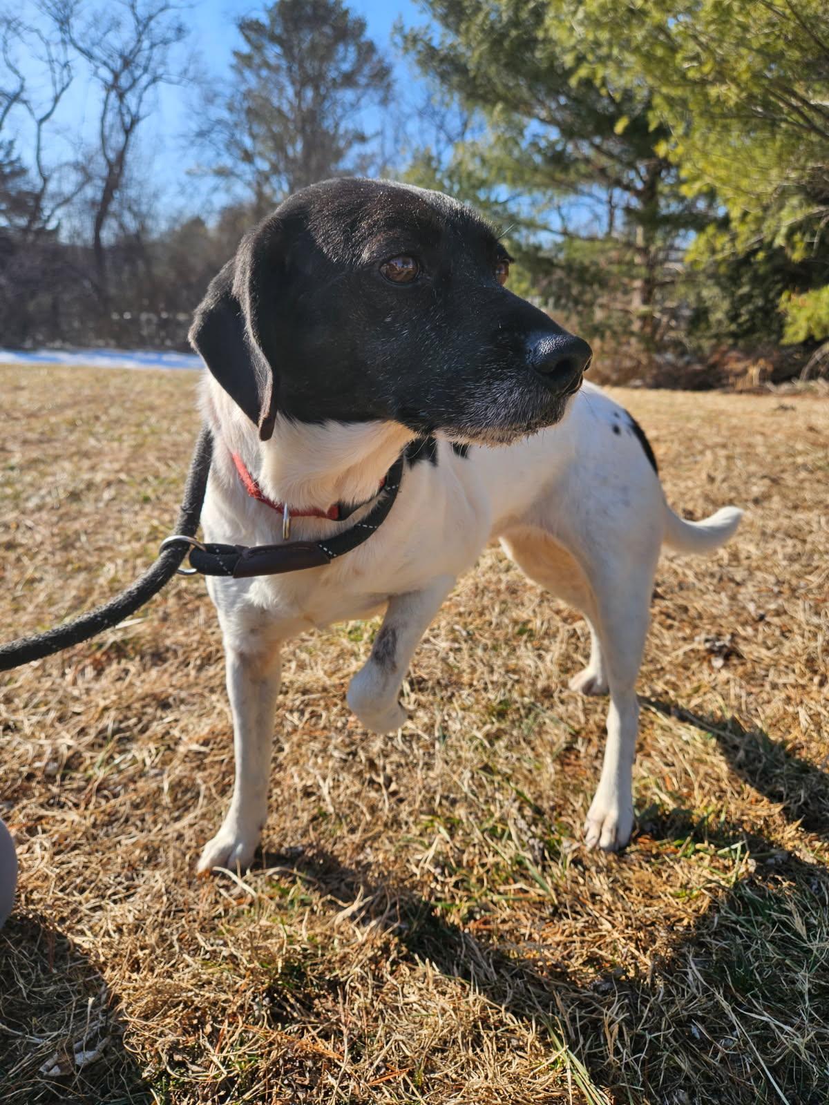 Daisy, ADOPTABLE, Senior Female Beagle.