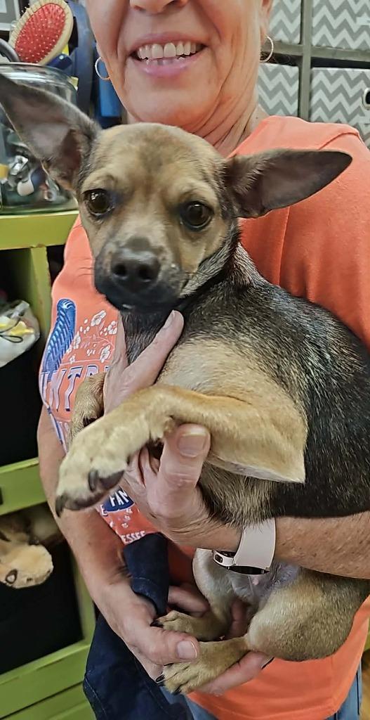 Ilean, a Adoptable mixed breed in Mesa, AZ image 1/3