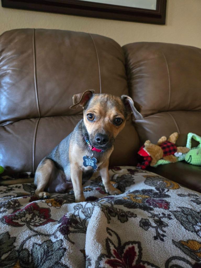 Ilean, a Adoptable mixed breed in Mesa, AZ image 2/3