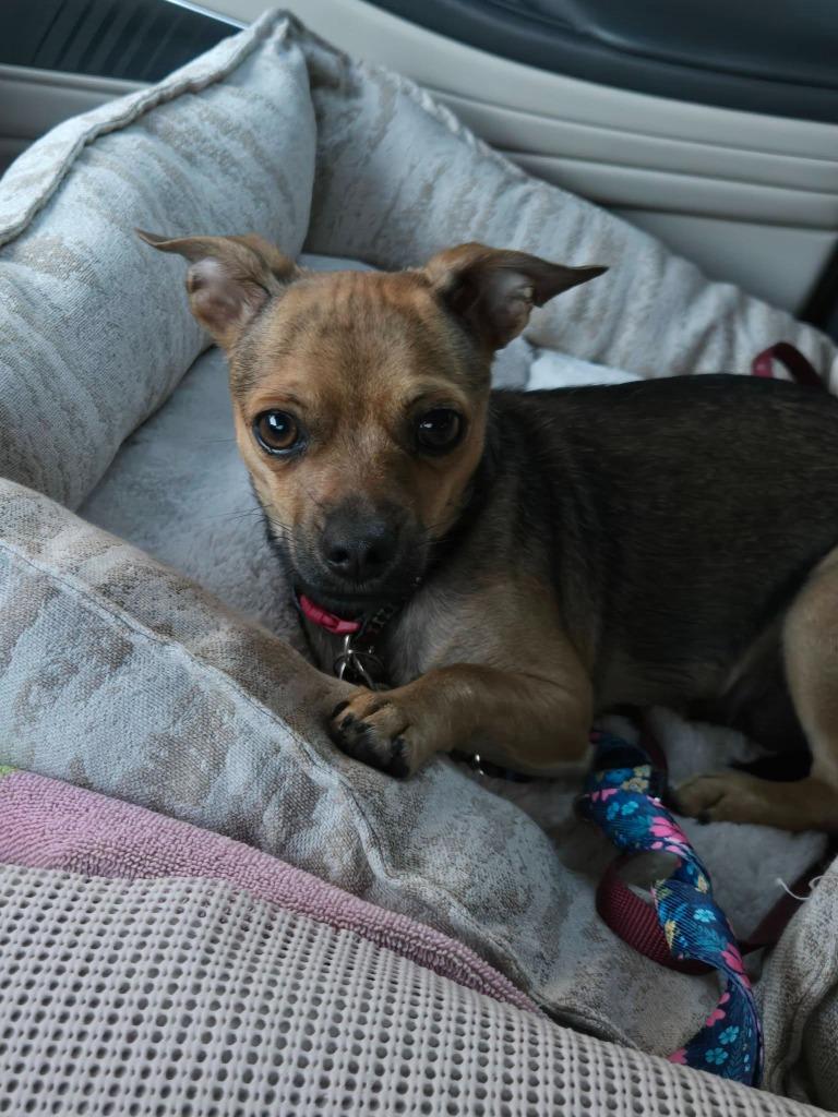 Ilean, a Adoptable mixed breed in Mesa, AZ image 3/3