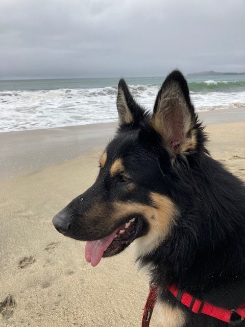 Calvin, Adopted, Adult Male German Shepherd Dog.