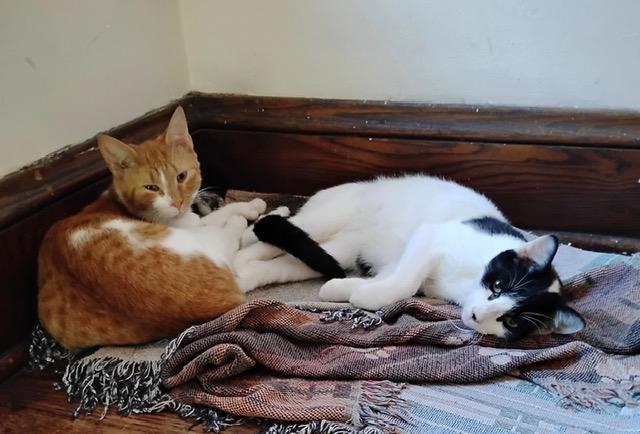 Enlarge Homer and Homeretta, a Adoptable Domestic Short Hair in Rochester, NY image 1/3