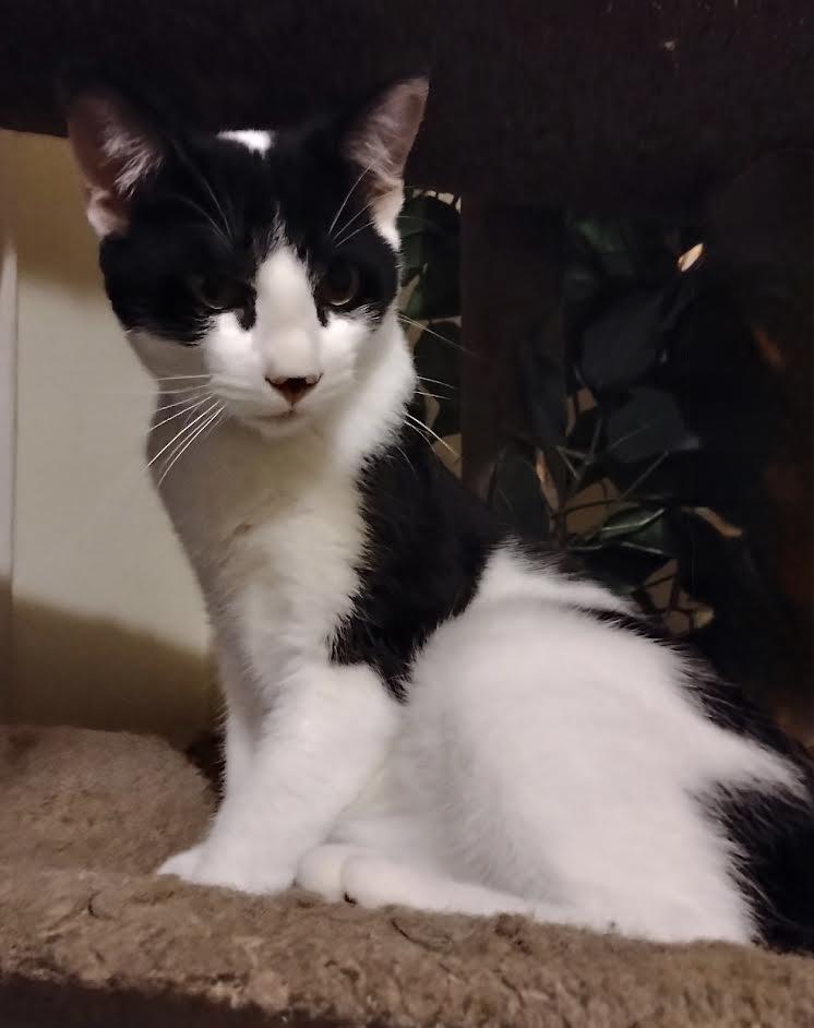 Enlarge Homer and Homeretta, a Adoptable Domestic Short Hair in Rochester, NY image 2/3