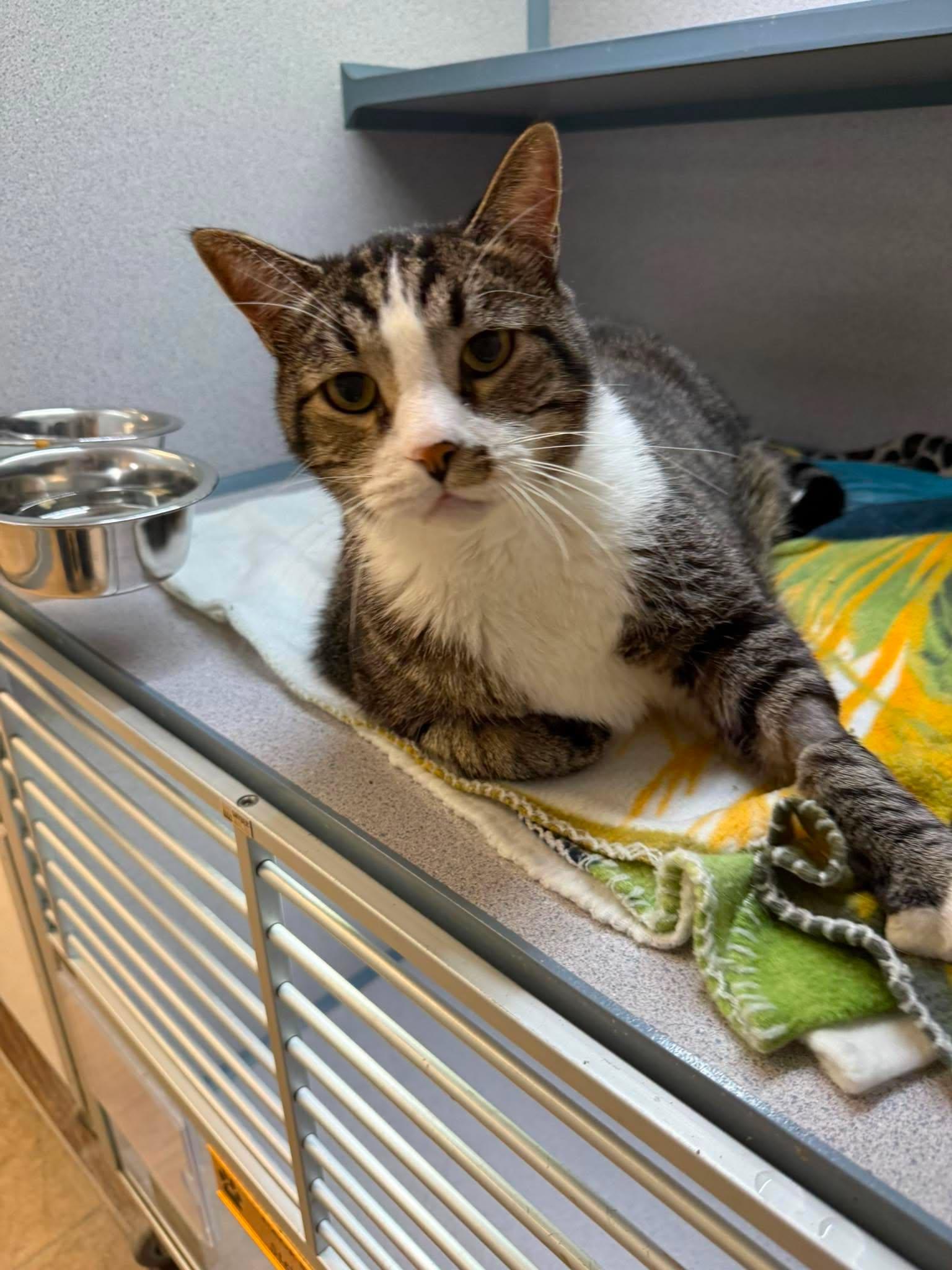 Enlarge Timon, a ADOPTABLE Domestic Short Hair in Canon City, CO image 1/1
