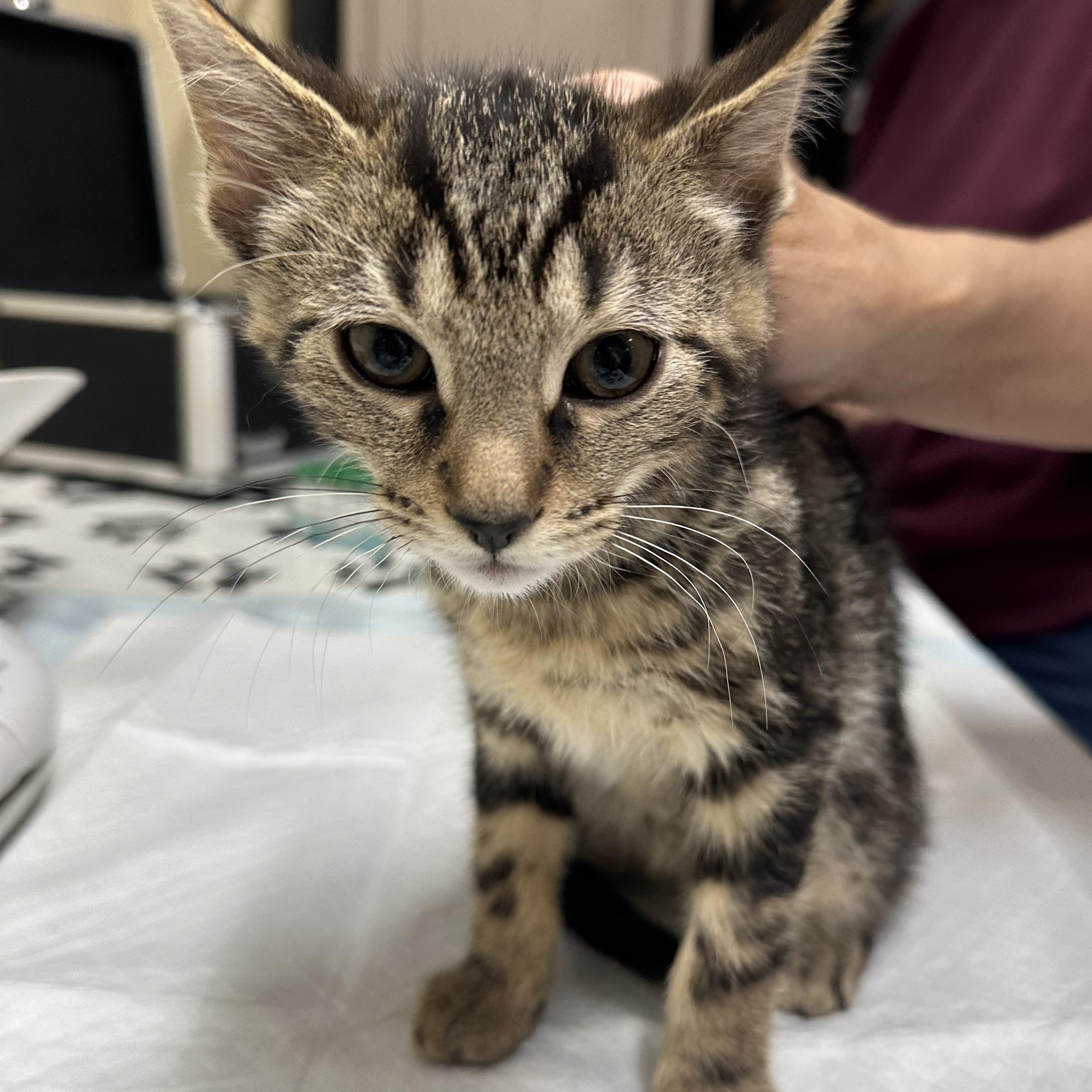 Egbert, Esme & Estelle, a ADOPTABLE Domestic Short Hair in Clifton, NJ image 2/4