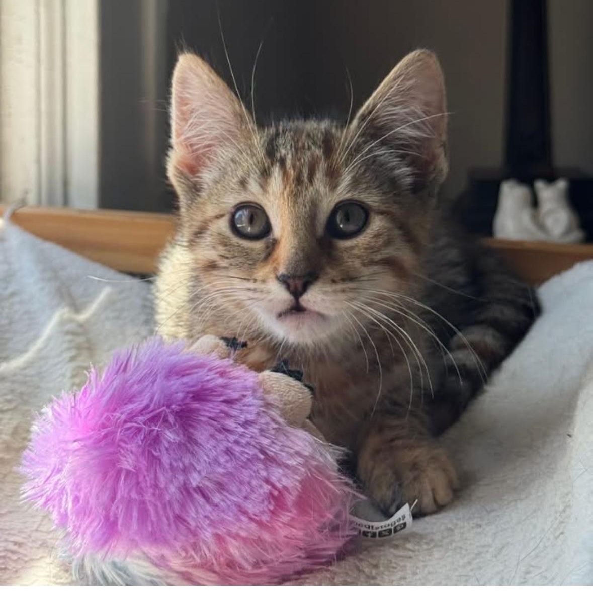 Egbert, Esme & Estelle, ADOPTABLE, Kitten Female Domestic Short Hair.