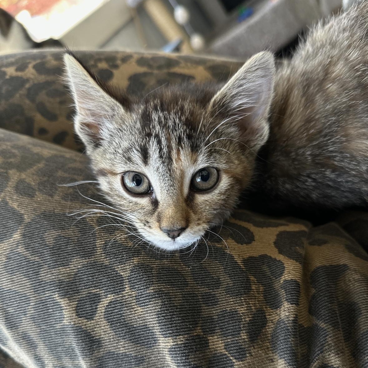 Egbert, Esme & Estelle, a ADOPTABLE Domestic Short Hair in Clifton, NJ image 3/4
