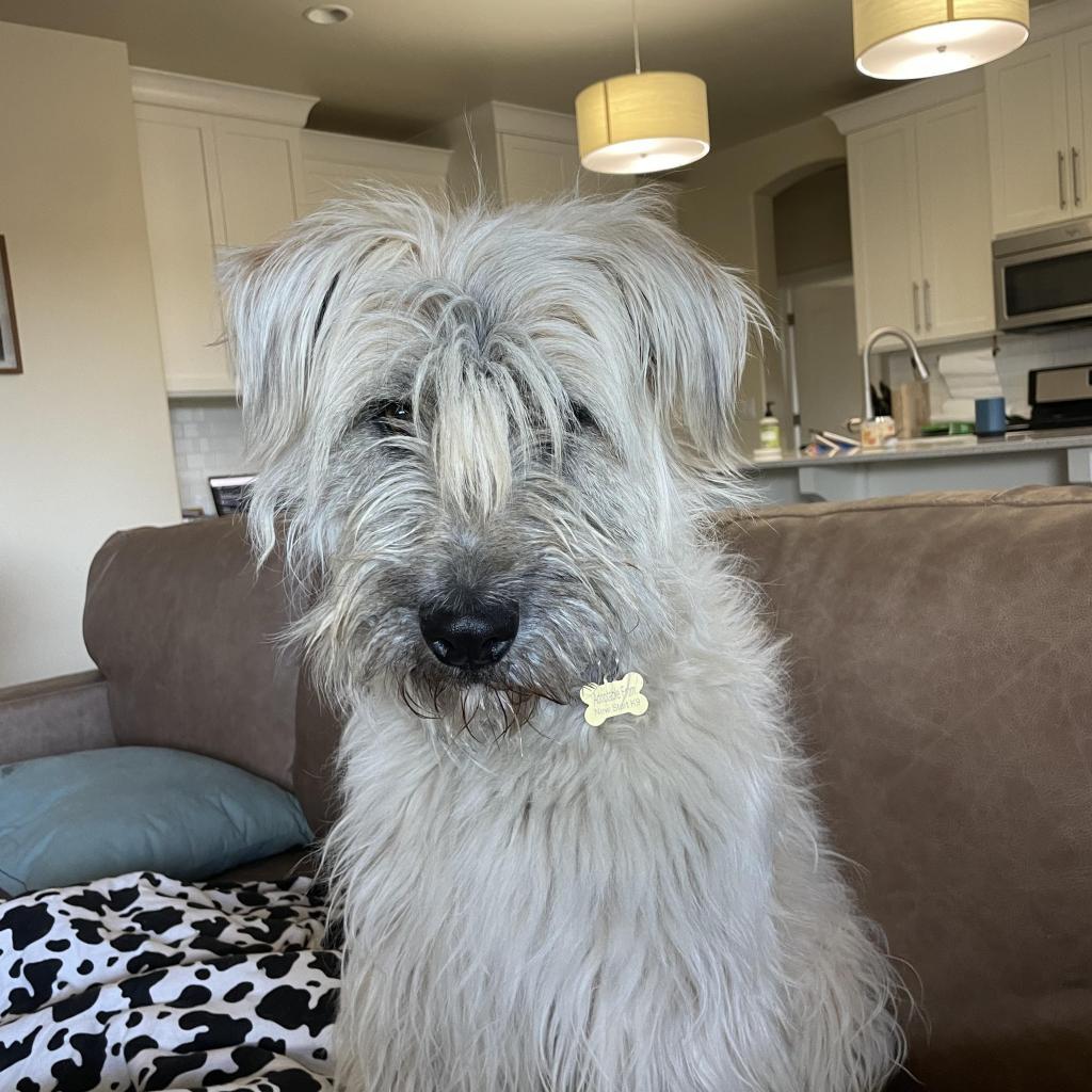 Winnie, a Adoptable mixed breed in St. George, UT image 6/6