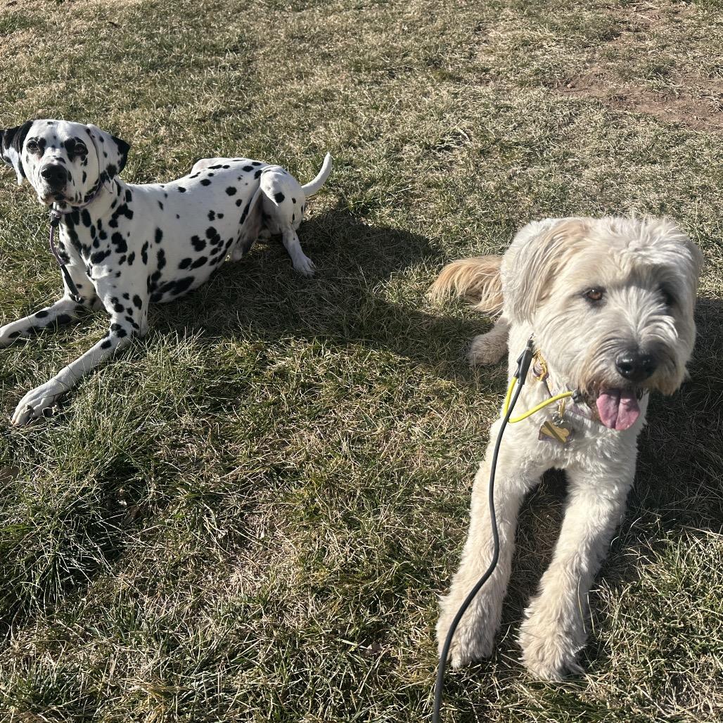 Winnie, a Adoptable mixed breed in St. George, UT image 3/6