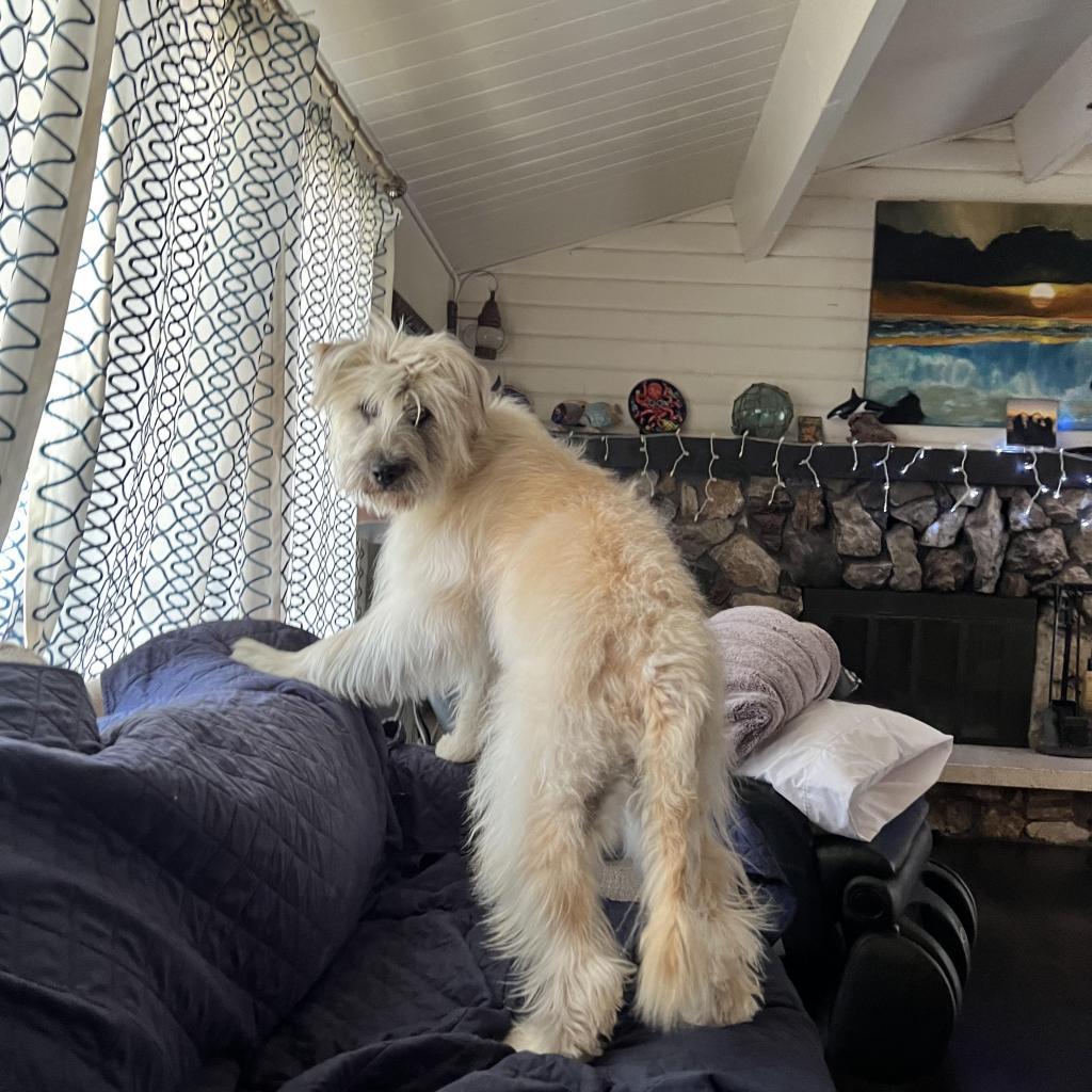 Winnie, a Adoptable mixed breed in St. George, UT image 5/6