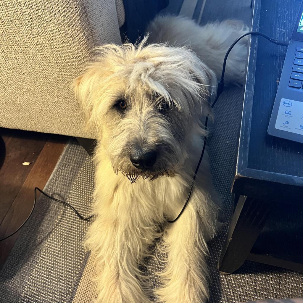 Winnie, a Adoptable mixed breed in St. George, UT image 4/6