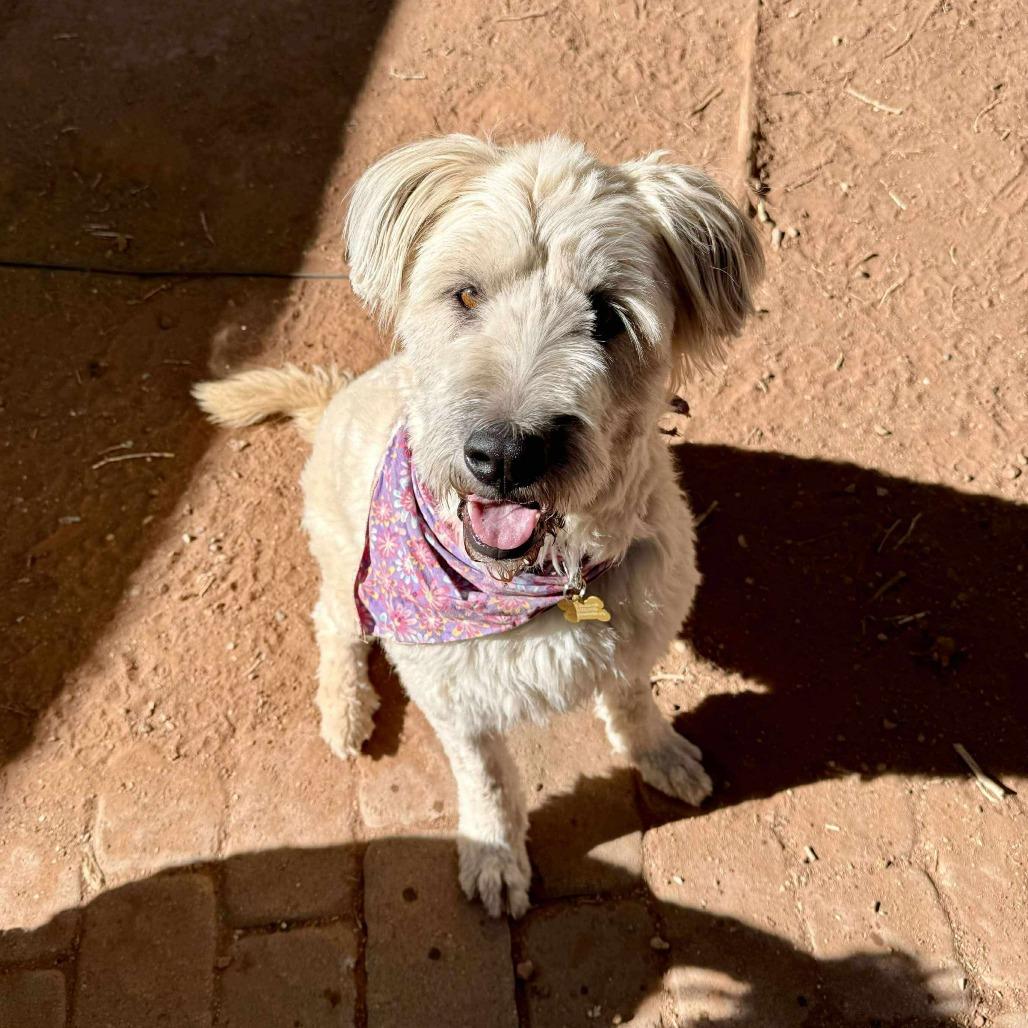 Winnie, a Adoptable mixed breed in St. George, UT image 2/6