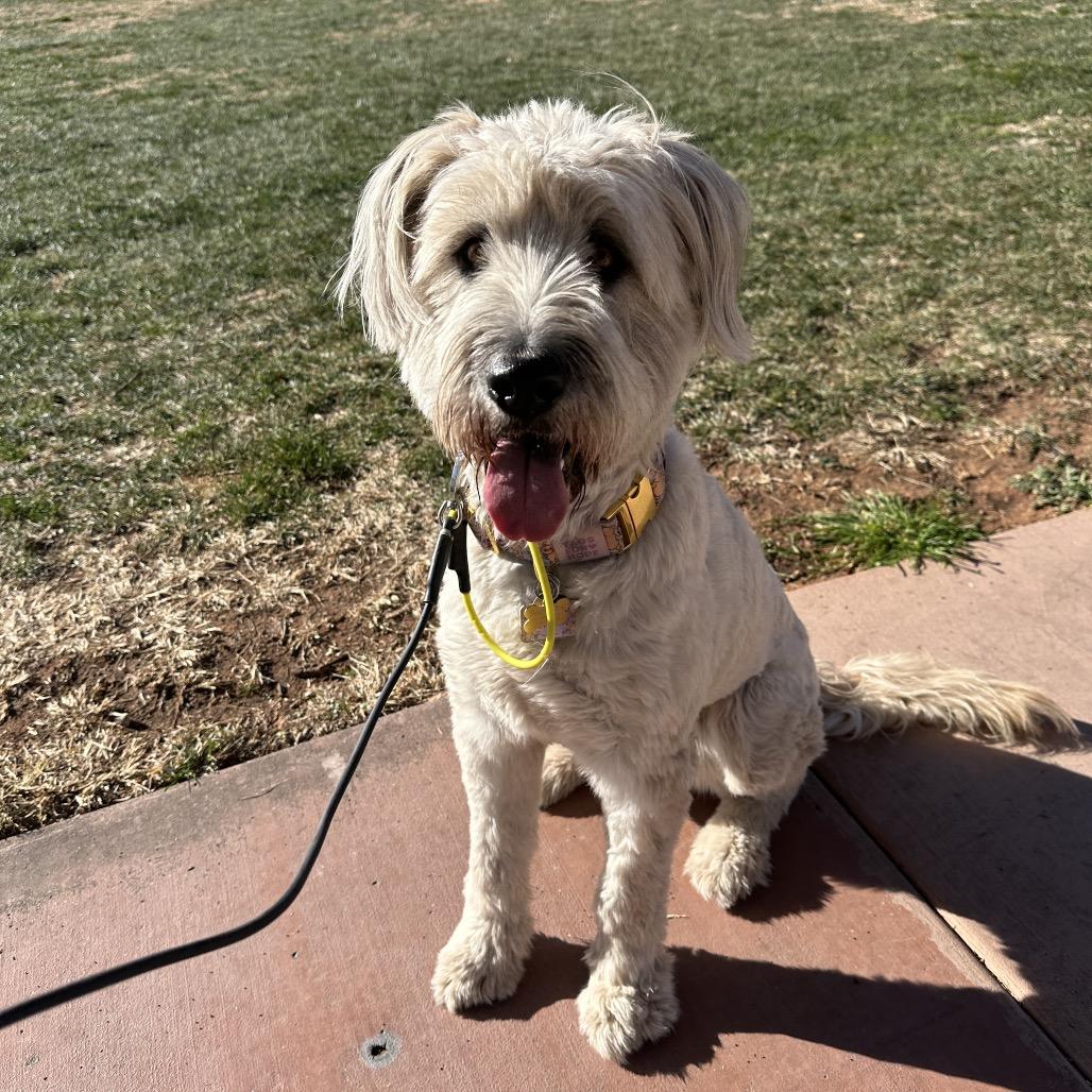 Winnie, a Adoptable mixed breed in St. George, UT image 1/6