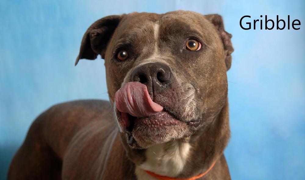 Enlarge Gribble, a ADOPTABLE mixed breed in Mount Vernon, OH image 1/1