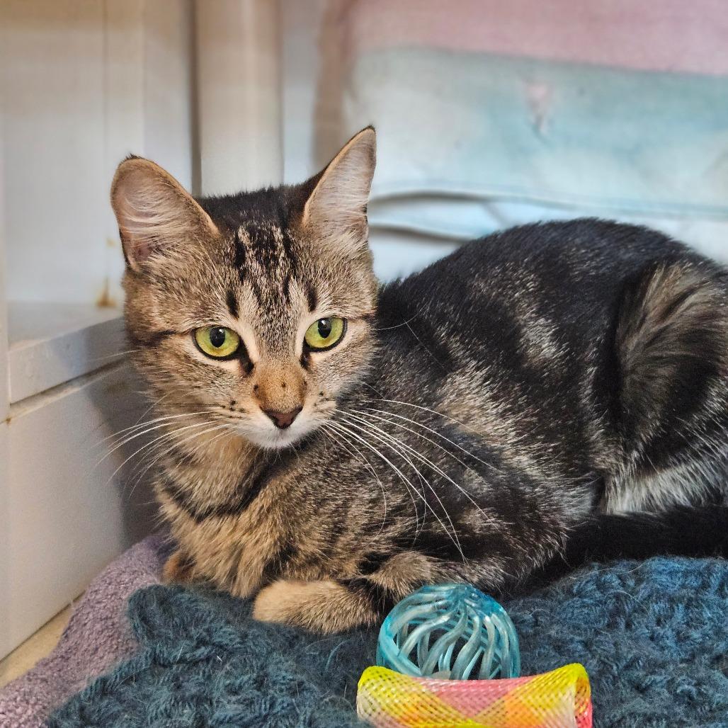 Moon, Adoptable, Young Female Domestic Short Hair & Domestic Short Hair.