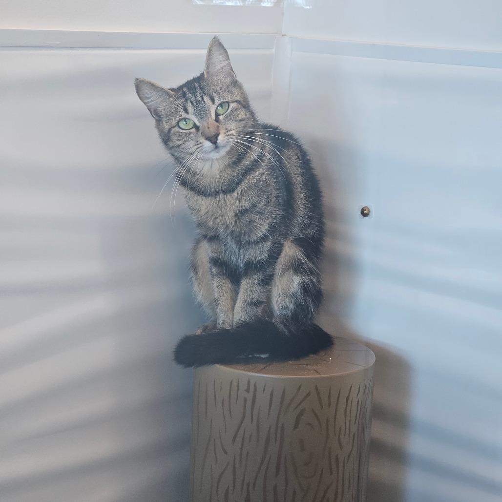 Enlarge Moon, a Adoptable mixed breed in Warwick, RI image 2/6
