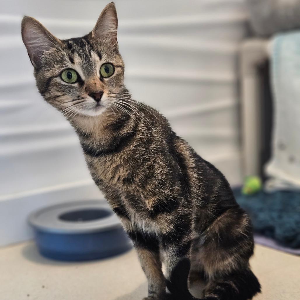 Enlarge Moon, a Adoptable mixed breed in Warwick, RI image 4/6