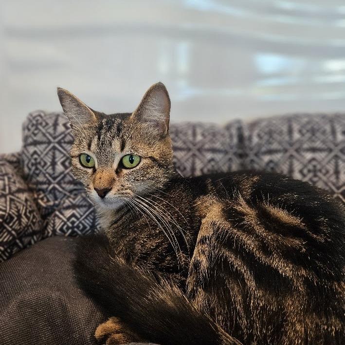 Enlarge Moon, a Adoptable mixed breed in Warwick, RI image 6/6