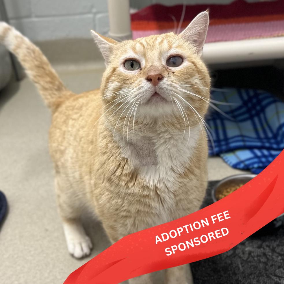 Tommy Kat, Adoptable, Senior Male Domestic Short Hair.